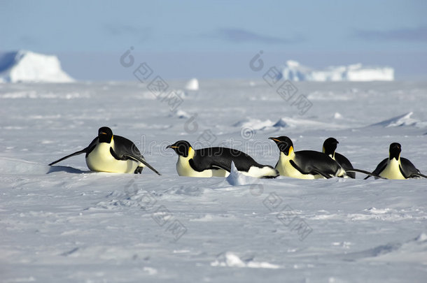 南极企鹅队