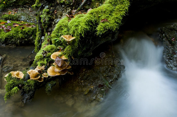 河边的蘑菇