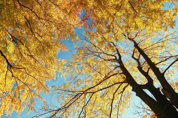 秋季景观-树木