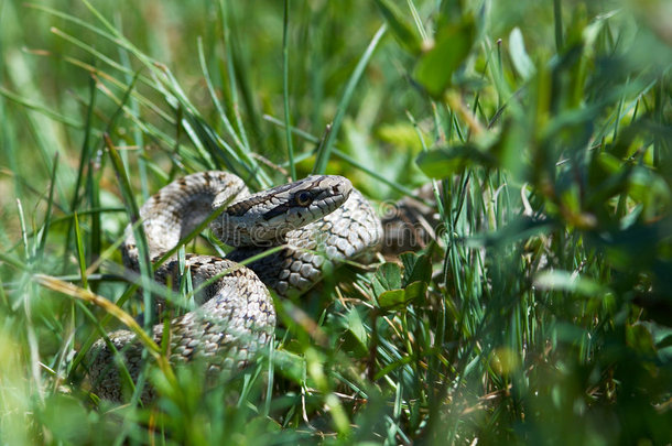 蛇在草中捕猎
