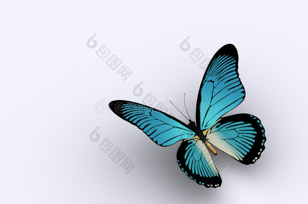 蝴蝶3