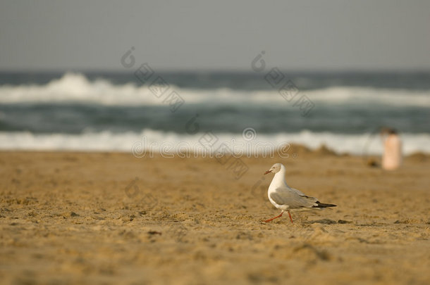 灰头海鸥