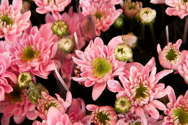 淡粉色菊花