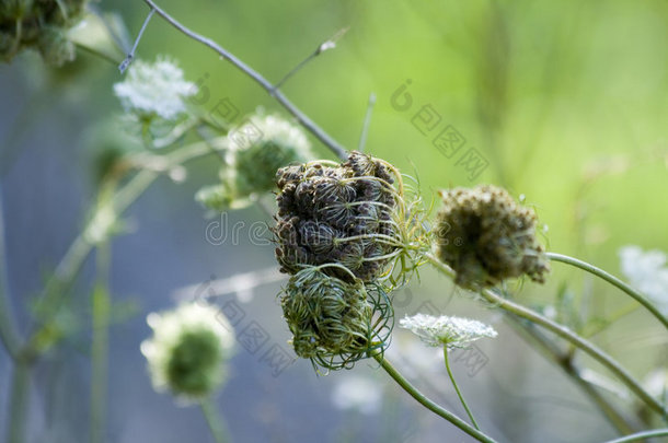 干燥的野花