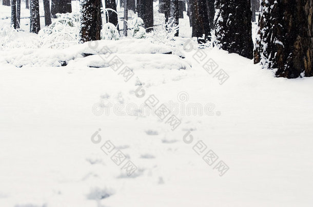 雪上的脚步声