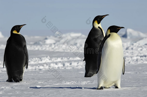 南极洲的三只企鹅