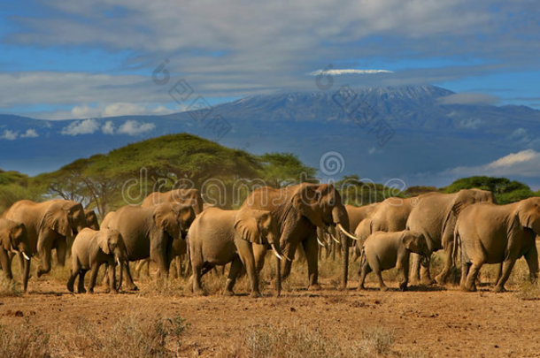 乞力马扎罗和<strong>大象</strong>群非洲坦桑尼亚肯尼亚