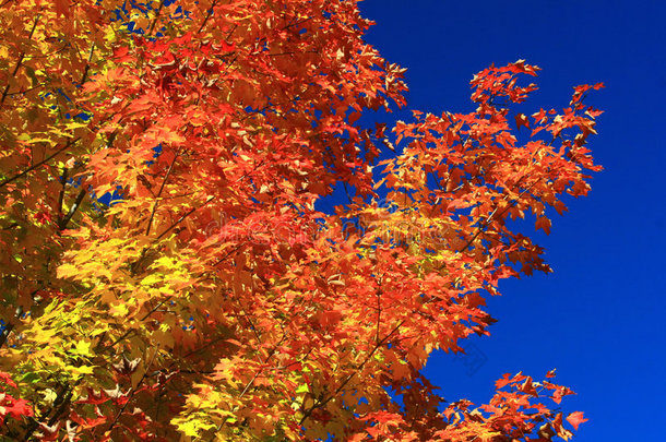 秋天鲜明的色彩。