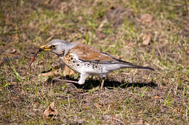 <strong>虫子</strong>野菜