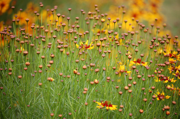 花草地