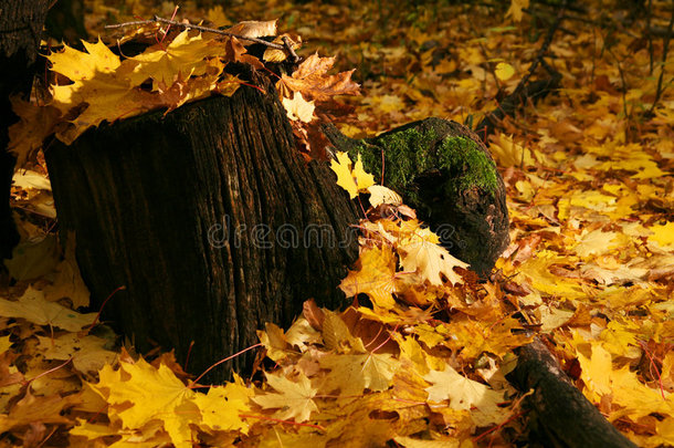 秋天背景分支棕色的关闭