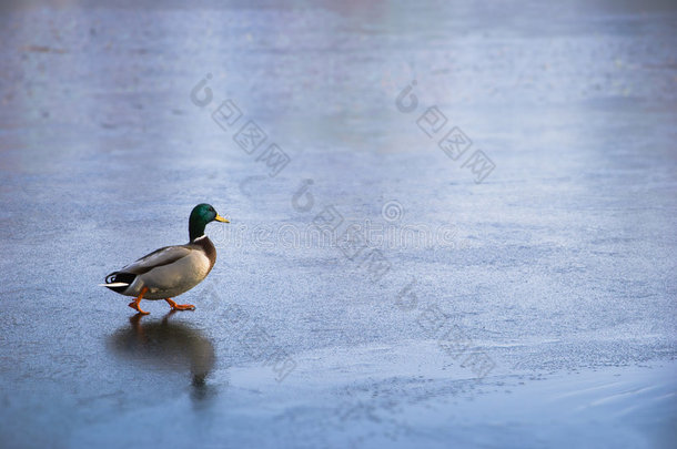 鸭子在冰上行走