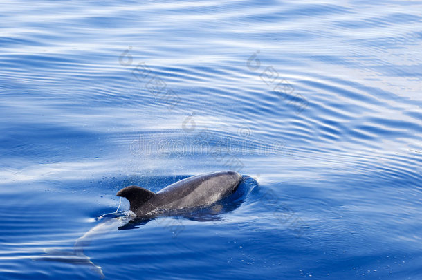 海面海豚