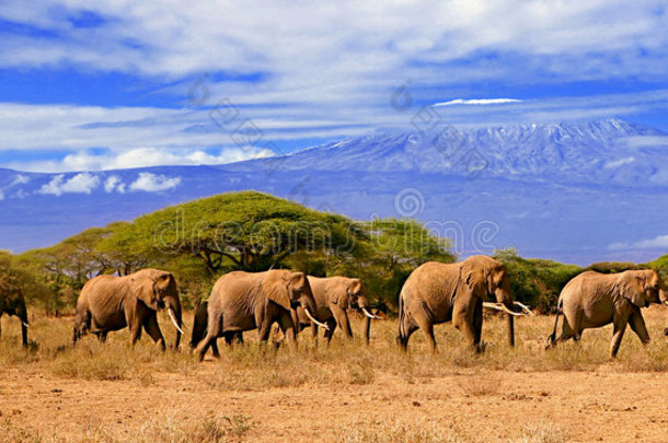 乞力马扎罗山与<strong>大象</strong>肯尼亚非洲