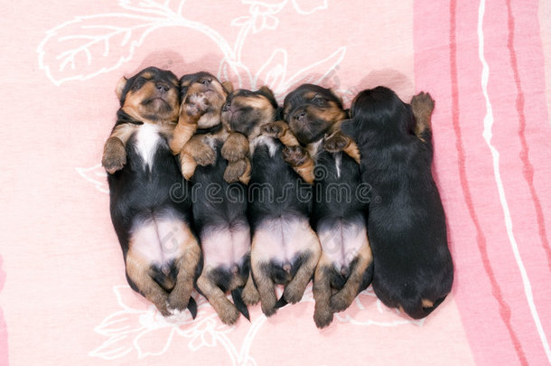 五只黑色小狗在睡觉