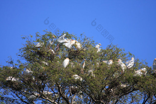 树上筑巢的白鹭