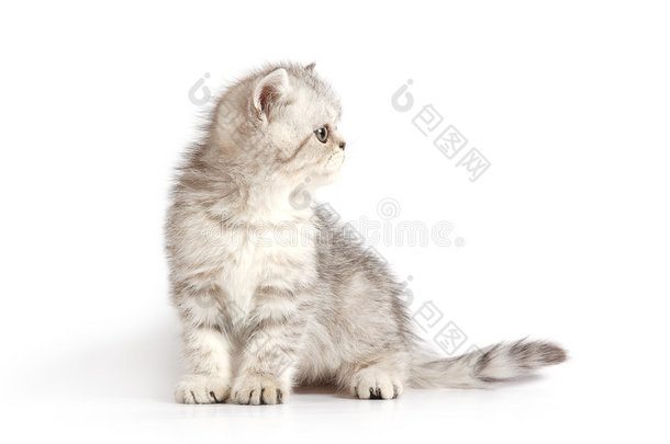 灰白色小猫