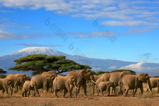 坦桑尼亚乞力马扎罗山非洲象群