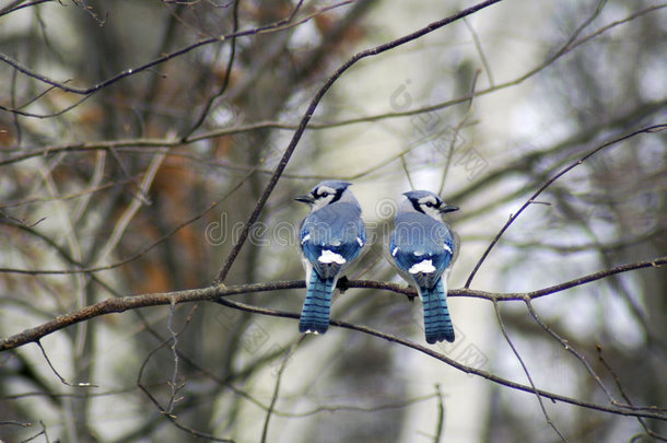 两只蓝鸟