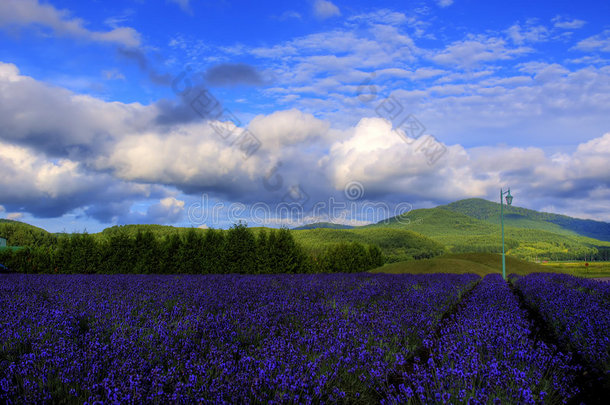 <strong>北海道</strong>富拉诺