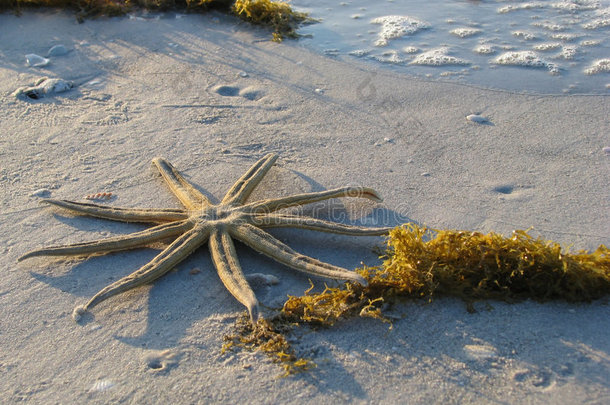 沙滩上的九臂海星