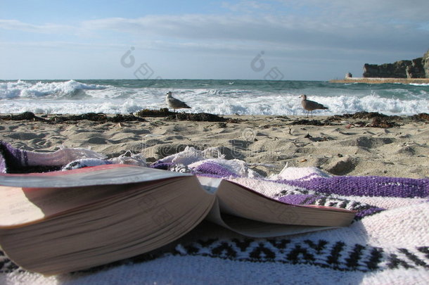 在海滩和海鸥一起看书