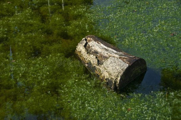 在沼泽地伐木