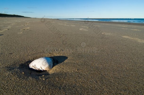 沙滩上的贝类
