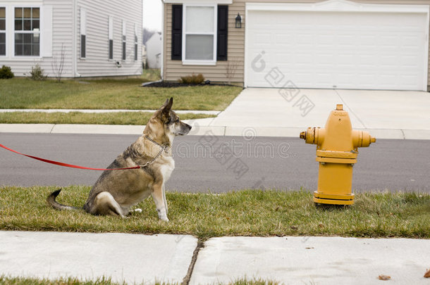 消防栓旁的棕色狗
