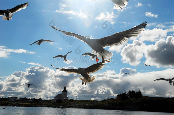 <strong>海鸥</strong>（larus michahellis）