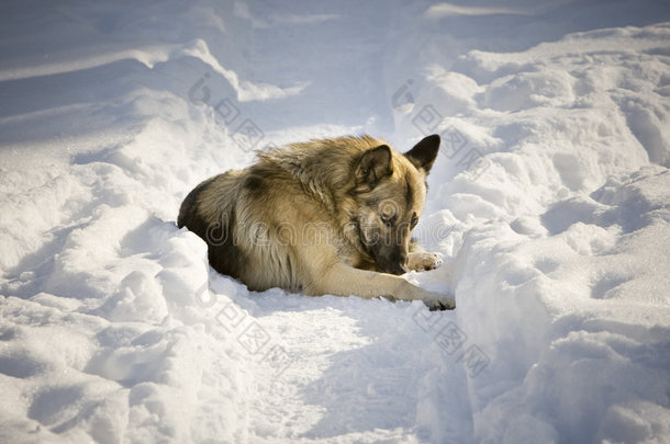 雪地里的狗