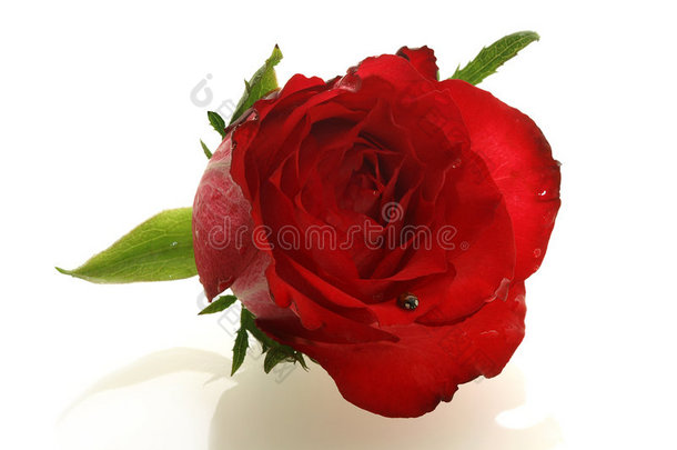 漂亮的红玫瑰和<strong>小瓢虫</strong>