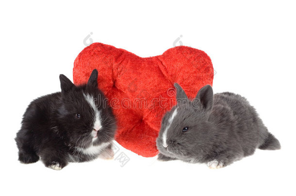 两只可爱的红心小兔子