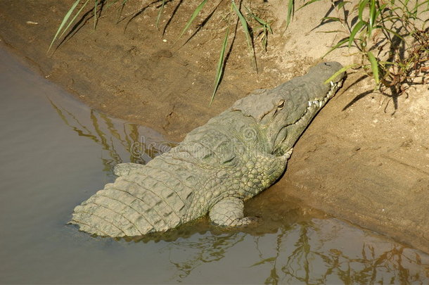 鳄鱼