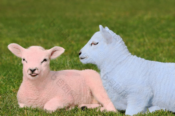 粉色和蓝色的羔羊宝宝