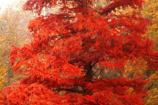 秋天的红树