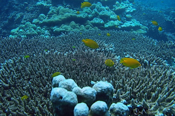 海洋生物