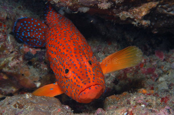珊瑚石斑鱼