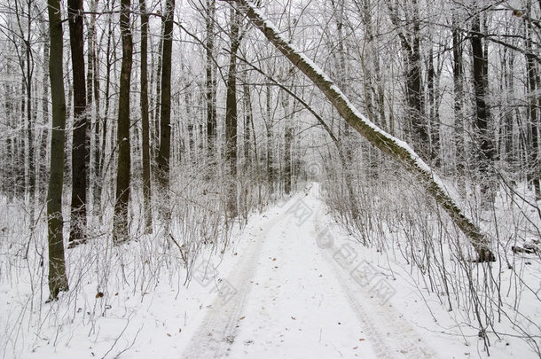 冬林雪路