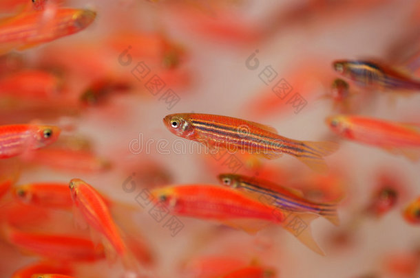 彩色水晶热带鱼