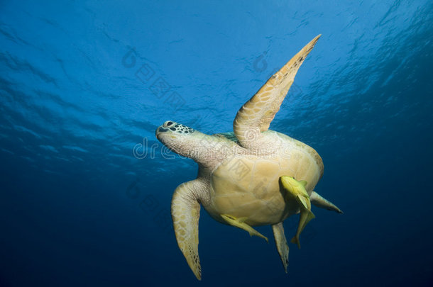 水中的海龟