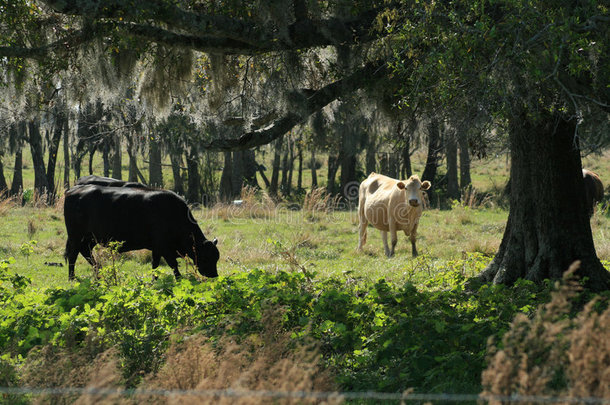 佛罗里达牧场的奶牛