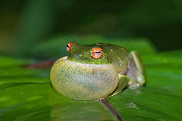 吱吱作响的绿色树蛙