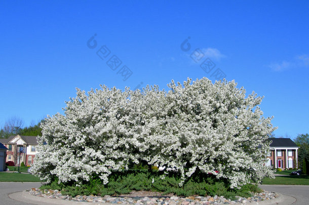 开白花树