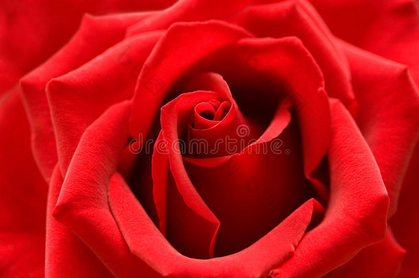 中心花瓣心形红玫瑰