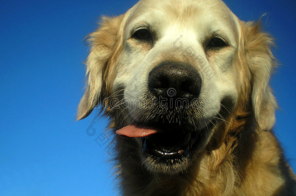 金毛猎犬-微笑肖像