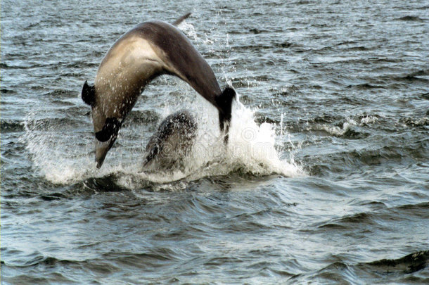 宽吻海豚，chanonry point，在马里湾，高地，苏格兰，英国