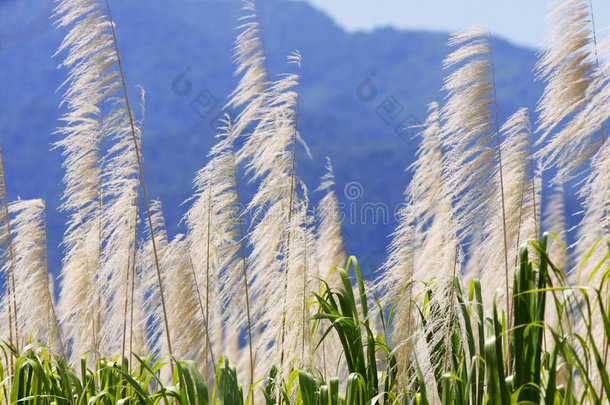 以山为背景的甘蔗