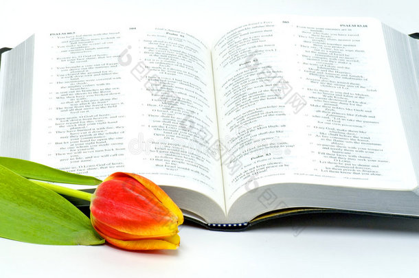 圣经与彩色郁金香
