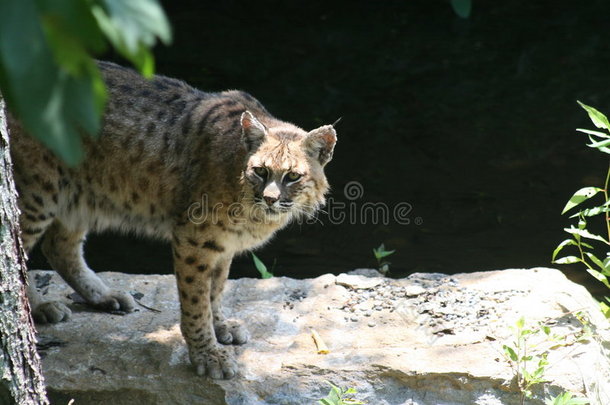 野猫